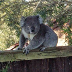 koala.jpg
