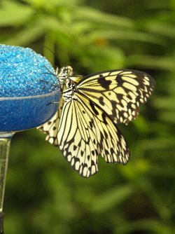 butterfly_web..jpg