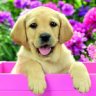 mypal