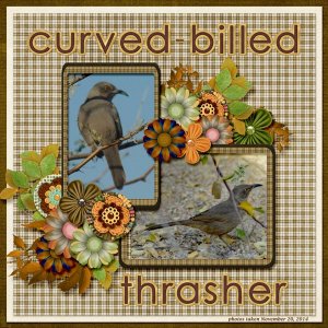 14-11-Curved-billed Thrasher small.jpg