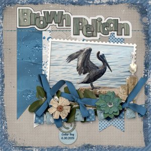 Brown Pelican