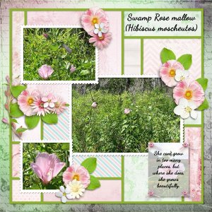 Swamp Rose mallow