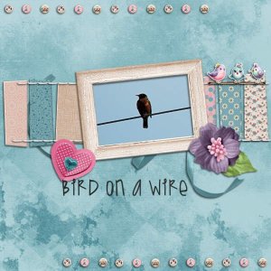 Bird on a Wire