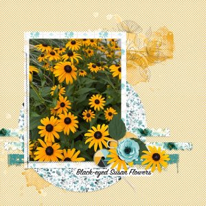 Black-eyed Susan Flowers