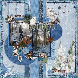 winter woods 2021