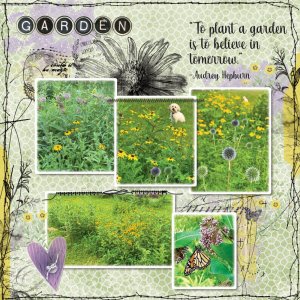 Wildflower Garden 7-16-26