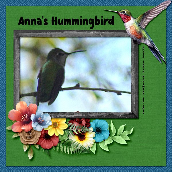 14-11-Anna's Hummingbird small.jpg