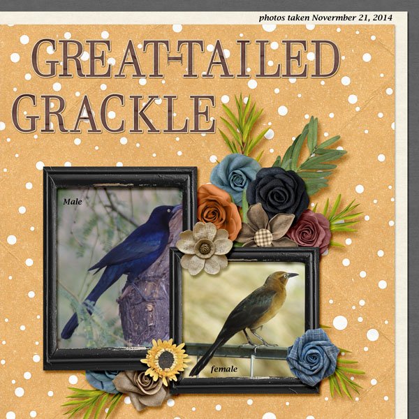 14-11-Great-tailed Grackle small.jpg