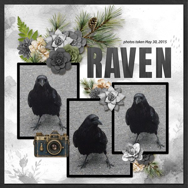 15-5-Raven small.jpg