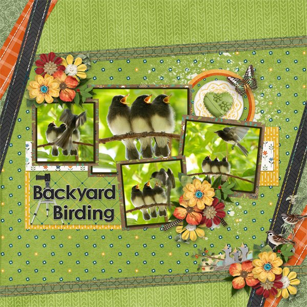 Backyard Birding
