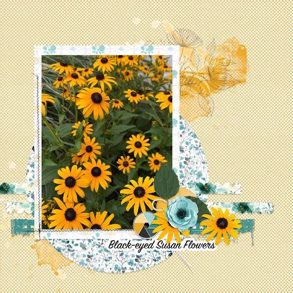 Black-eyed Susan Flowers