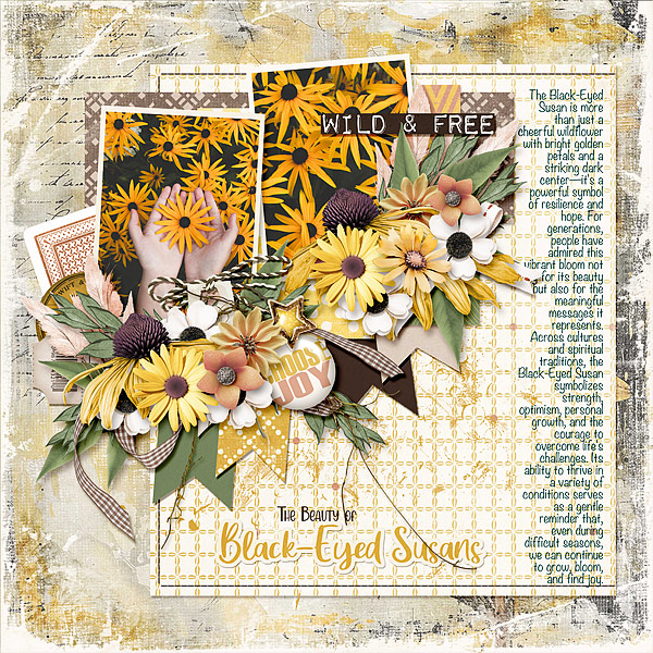 Black-Eyed Susan