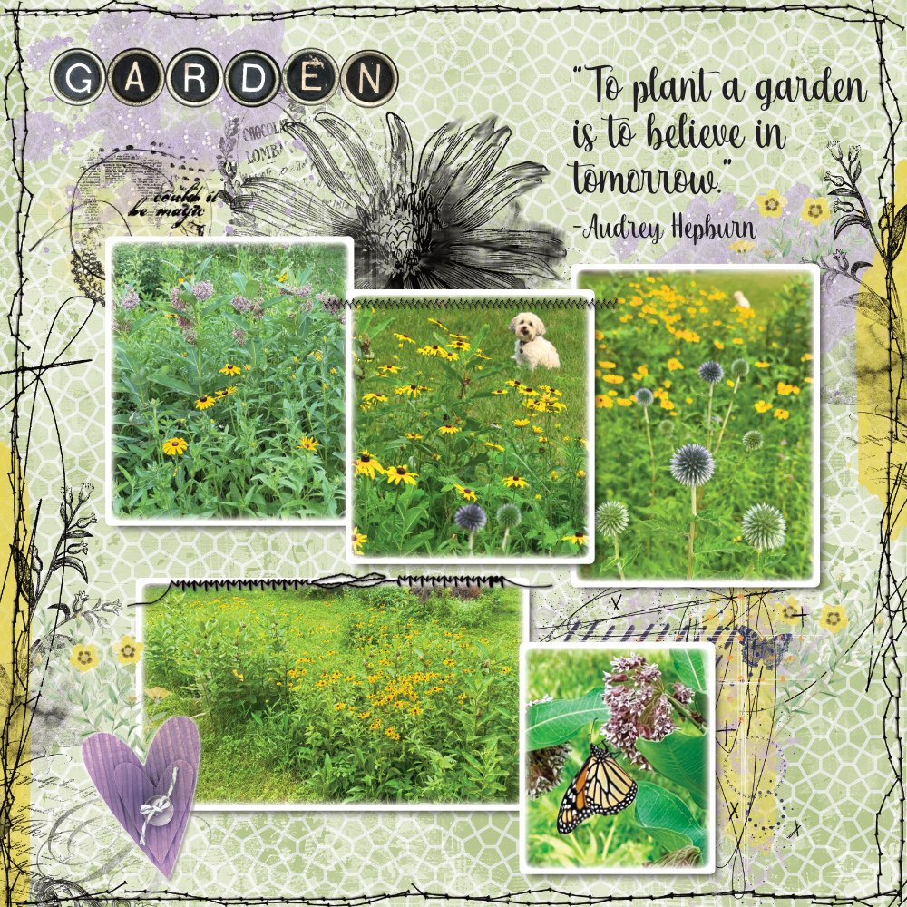 Wildflower Garden 7-16-26