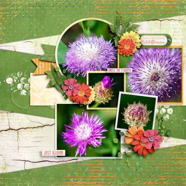 Wildflowers A Study in Macro
