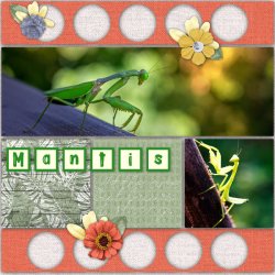 mantis.jpg