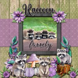 SCR-ILRaccoons-Wiindswept-01.jpg
