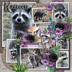SCR-ILRaccoons-Demma-01.jpg
