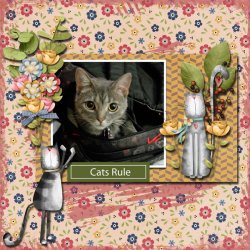 SCR-TCMeow-windswept-01.jpg