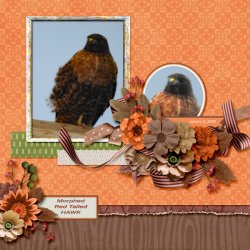 morphed red tail hawk small.jpg