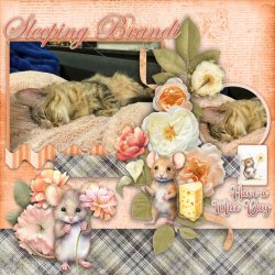 GS_2026Jan_SleepingBrandi.jpg