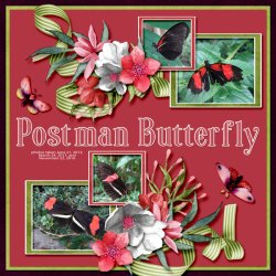 Postman Butterfly small.jpg