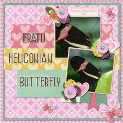 Erato Heliconian Butterfly small.jpg