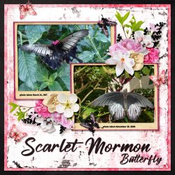 Scarlet Mormon Butterfly small.jpg