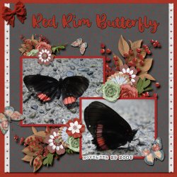 Red Rim Butterfly small.jpg