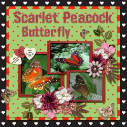 Scarlet Peacock Butterfly small.jpg