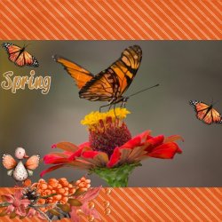 SCR-ButterflyW-Grace-01.jpg