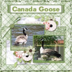 Cananda Goose 2 small.jpg Cananda Goose 2 small.jpg