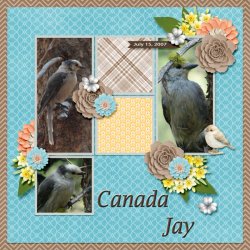 Canada Jay small.jpg