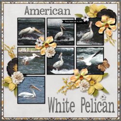 American White Pelican SMALL.jpg