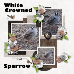 White-Crowned-Sparrow.jpg