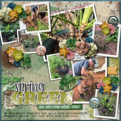 DLPatt_SpringGreen_web.jpg