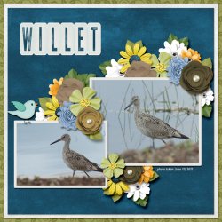 11-6-Willet small.jpg 11-6-Willet small.jpg