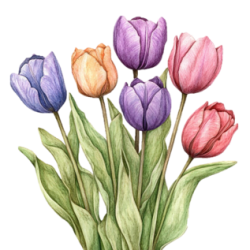 tulips.png