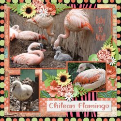 11-8-Chilean Flamingo small.jpg 11-8-Chilean Flamingo small.jpg