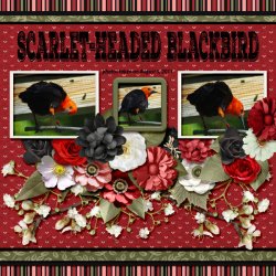 11-8-Scarlet-headed Blackbird small.jpg