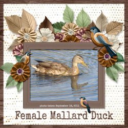 11-9-Mallard small.jpg