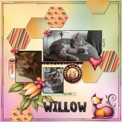 Willow Bean .jpg