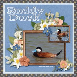 11-6-Ruddy Duck small.jpg
