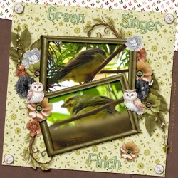 26-5-Green Singer Finch small.jpg