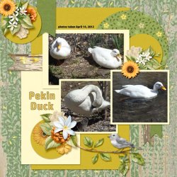 12-4-Pekin Duck small.jpg