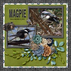 12-4-Magpie small.jpg 12-4-Magpie small.jpg