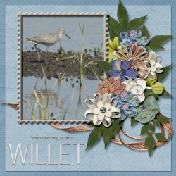 12-5-Willet small.jpg 12-5-Willet small.jpg