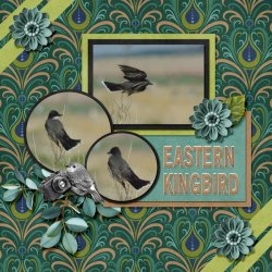 12-5-Eastern Kingbird small.jpg 12-5-Eastern Kingbird small.jpg