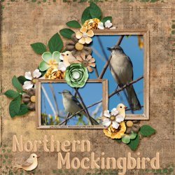 14-11-Northern Mockingbird small.jpg