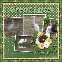 14-11-Great Egret small.jpg