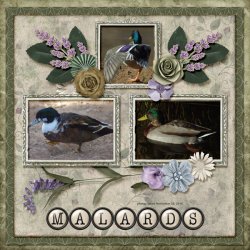 14-11-Mallards small.jpg 14-11-Mallards small.jpg